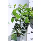 Novita babérmeggy Prunus l.Novita 2 lit