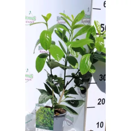 Novita babérmeggy Prunus l.Novita 2 lit