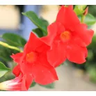 Tölcsérjázmin Dipladenia 23cm KER