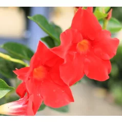 Tölcsérjázmin Dipladenia 23cm KER