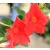 Tölcsérjázmin Dipladenia 23cm KER