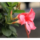 Tölcsérjázmin Dipladenia 23cm KER