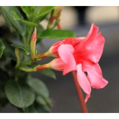 Tölcsérjázmin Dipladenia 23cm KER