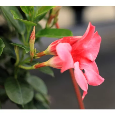 Tölcsérjázmin Dipladenia 23cm KER