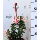 Tölcsérjázmin Dipladenia 23cm KER