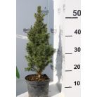 Cukorsüvegfenyő Picea glauca Conica K2