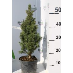 Cukorsüvegfenyő Picea glauca Conica K2