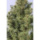 Cukorsüvegfenyő Picea glauca Conica K2