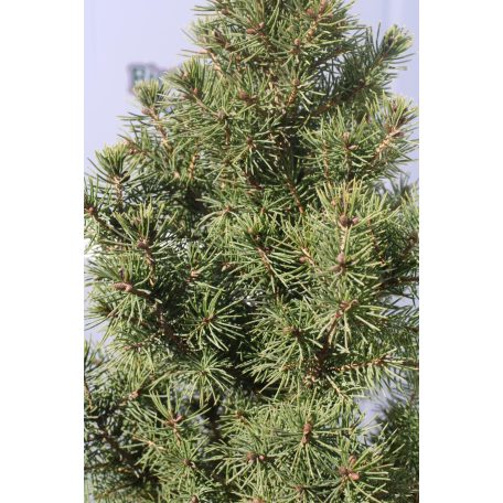Cukorsüvegfenyő Picea glauca Conica K2