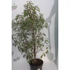 Portugál babérmeggy Prunus lus. 'Angustifolia' 70-80 cm C5