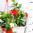 Tölcsérjázmin Dipladénia 20 cm KER