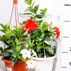 Tölcsérjázmin Dipladénia 20 cm KER