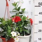 Tölcsérjázmin Dipladénia 20 cm KER