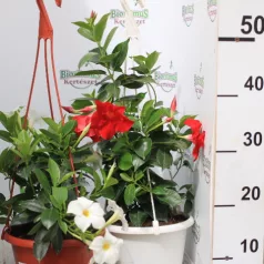Tölcsérjázmin Dipladénia 20 cm KER