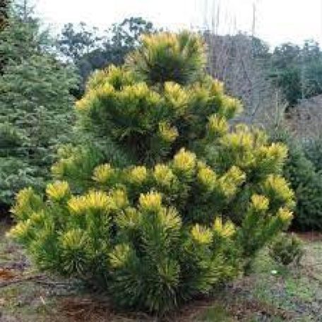 Pinus thunbergii 'Ogon'20-30 cm C2.5lit.