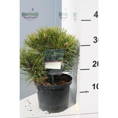 Törpe feketefenyő Pinus nigra 'Nana' 20-30 cm C2.5