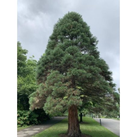 Mamutfenyő Sequoiadendron giganteum 25-30 cm C3