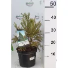 Mamutfenyő Sequoiadendron giganteum 25-30 cm C3