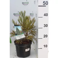 Mamutfenyő Sequoiadendron giganteum 25-30 cm C3