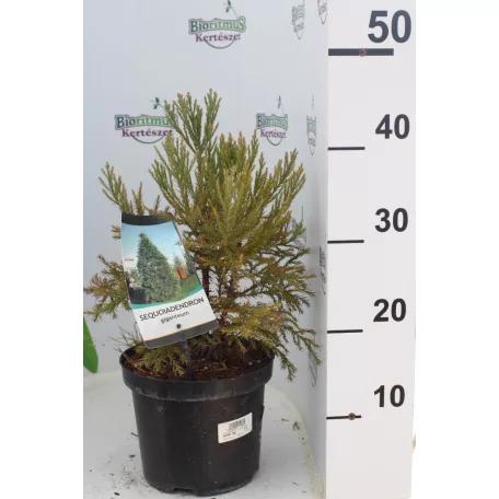 Mamutfenyő Sequoiadendron giganteum 25-30 cm C3