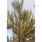 Mamutfenyő Sequoiadendron giganteum 25-30 cm C3