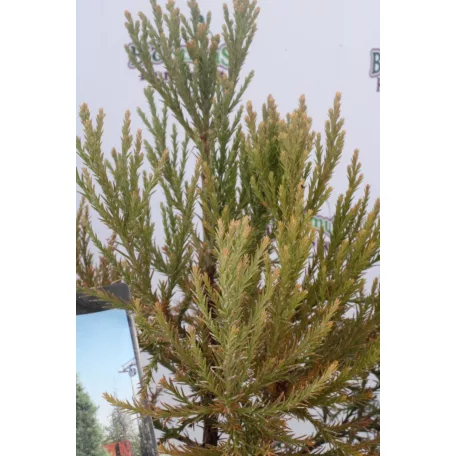 Mamutfenyő Sequoiadendron giganteum 25-30 cm C3