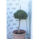 Törpefenyő Pinus mugo 'lit. Omysl' Konténeres törzses