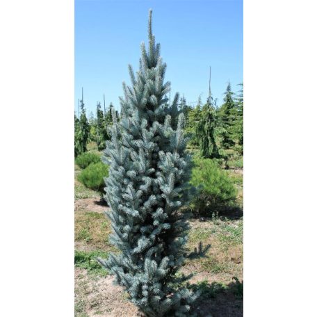 Oszlopos ezüstfenyő Picea pungens 'Iseli Fastigiata'