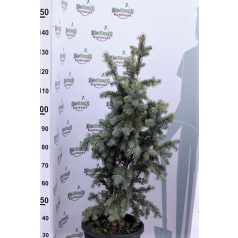   Oszlopos ezüstfenyő Picea pungens 'Iseli Fastigiata'