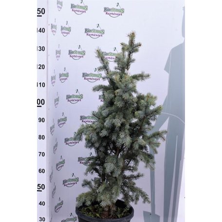 Oszlopos ezüstfenyő Picea pungens 'Iseli Fastigiata'
