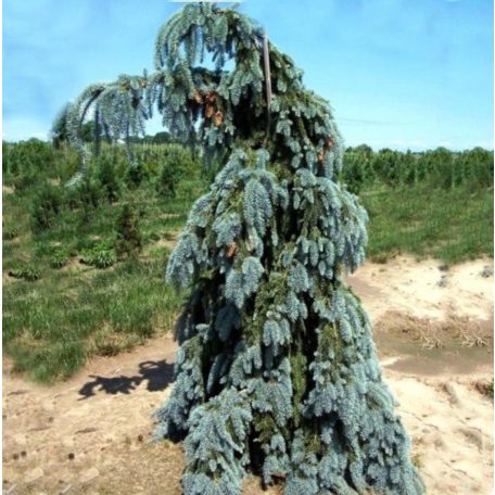Csüngő ezüstfenyő Picea pungens 'Glauca Pendula'  Konténeres