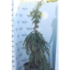   Csüngő ezüstfenyő Picea pungens 'Glauca Pendula' Konténeres