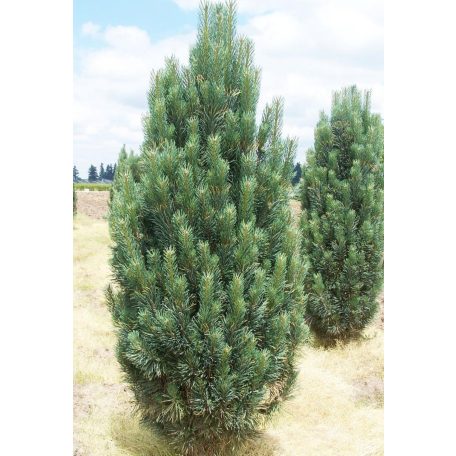Oszlopos selyemfenyő Pinus strobus 'Fastigiata'  Konténeres