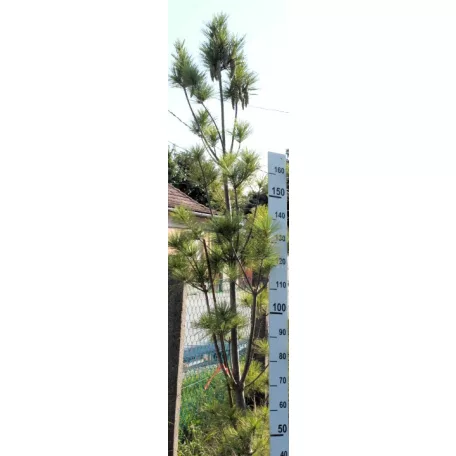 Oszlopos selyemfenyő Pinus strobus 'Fastigiata' Konténeres