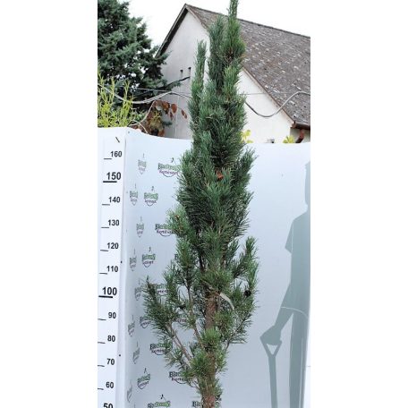 Oszlopos erdeifenyő Pinus sylvestris 'Fastigiata'