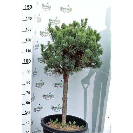 Törzses törpe ezüst erdei fenyő Pinus sylvestris Glauca Nana 55 lit.