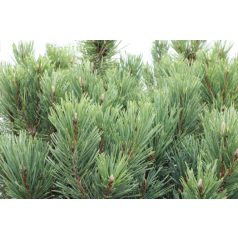   Törzses törpe ezüst erdei fenyő Pinus sylvestris Glauca Nana 55 lit.