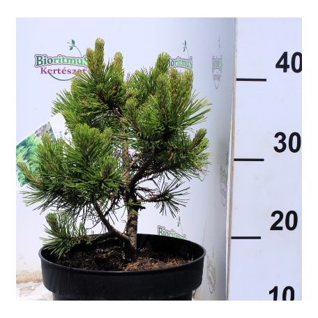 Aranylombú havasi törpefenyő Pinus mugo 'Winter Gold'