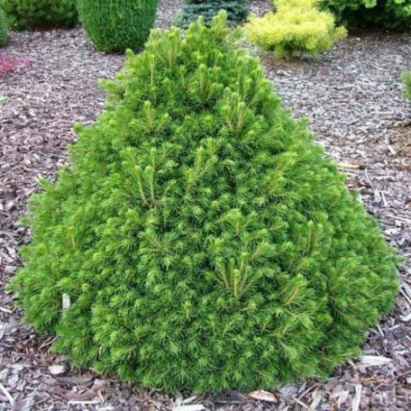Kúp alakú törpe lucfenyő Picea abies Tompa  25 lit.
