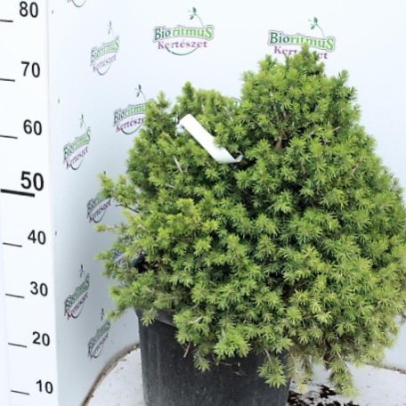 Kúp alakú törpe lucfenyő Picea abies Tompa 25 lit.