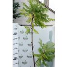 Szeldelt levelű ecetfa Rhus typhina Dissecta K 5 lit