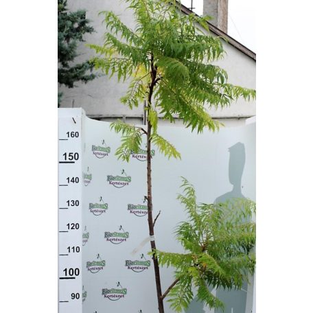 Szeldelt levelű ecetfa Rhus typhina Dissecta K 5 lit