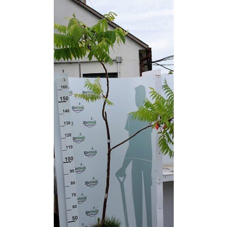 Ecetfa Rhus typhina 150 cm