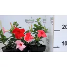 Tölcsérjázmin Dipladenia 12 cm KER