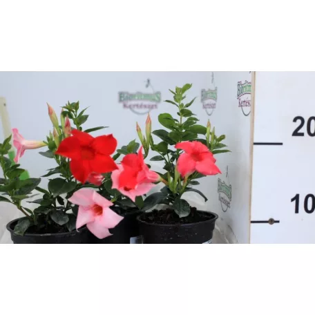 Tölcsérjázmin Dipladenia 12 cm KER