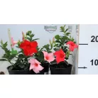 Tölcsérjázmin Dipladenia 12 cm KER