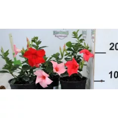 Tölcsérjázmin Dipladenia 12 cm KER