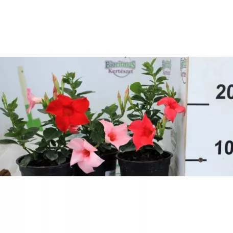 Tölcsérjázmin Dipladenia 12 cm KER
