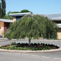 Csüngő nyír Betula pendula 'Youngii'