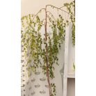 Csüngő nyír Betula pendula 'Youngii'